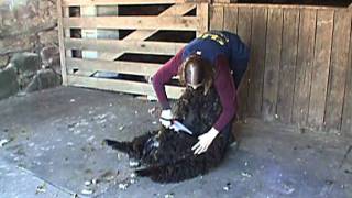 Sheep Shearing with hand clippers