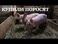 КУПИЛИ ПОРОСЯТ // НОВЫЕ САЖЕНЦЫ