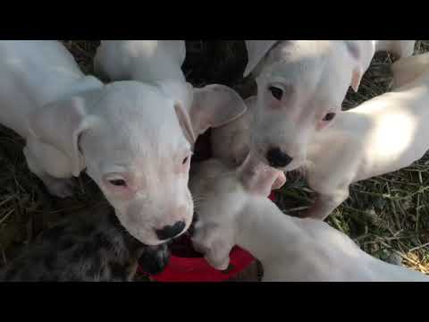 Yavru Köpek Beslemesi ve Bakımı