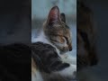 Dramatic Cat Moments – Funny & Hilarious #cosplay