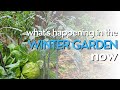 The winter garden in the pacific northwest