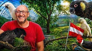 HUGE BREEDING OF UNIQUE PARROTS IN AUSTRIA - EXPERIENCE AND SUCCESSES.