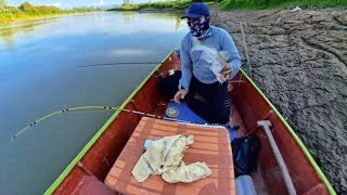 Rare strike using fermented bait! River levels drop in the dry season and the fish are starving |...