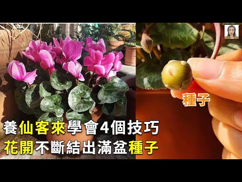 Video: Hvordan formerer man cyclamen?