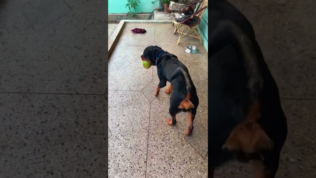 Thor gadu em vhesado choodandi..!! Thor gadu...!!#likesharesubscribe #munnabhai #santhosh #youtube