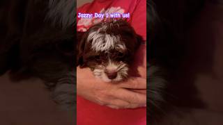 Download Lagu Our New Puppy Jazzy's FIRST DAY HOME MP3 Download Lagu Our New Puppy Jazzy's FIRST DAY HOME MP3