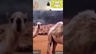 قولوا له انا غير وسلومنا غير لشاعر / ( مرزوق المقاطي )