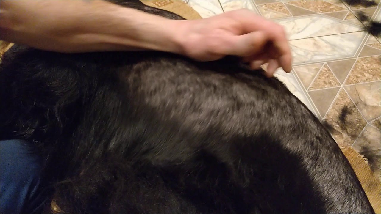 Тримминг Ризеншнауцера дома. Юника - YouTube