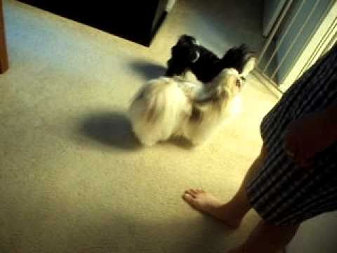 MOV01337.AVI