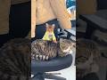 Mujhe bhi thoa they do cat 😭#youtubeshorts #cat #trending