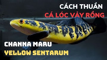 Cách thuần cá lóc vảy rồng nói chung và Yellow Sentarum nói riêng