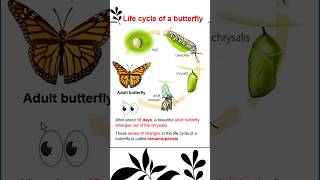 Life cycle of a butterfly, Caterpillar, chrysalis, PUPA, Metamorphosis, #caterpillar #metamorphosis