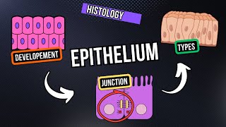 Histology of Epithelium Tissue (Development, Junctions and Types) + Quiz