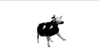 polish cow in differnt languages memes pokapoka#googletranslat