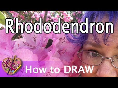 How to draw a Rhododendron flower