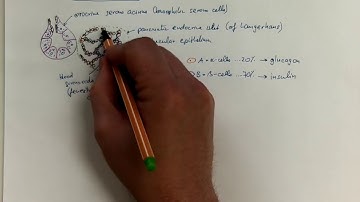14_06_Pancreatic islets (of Langerhans)