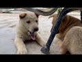 YY023.Dog 11-An Unexpected Delight: The Adorable Dogs in the Village