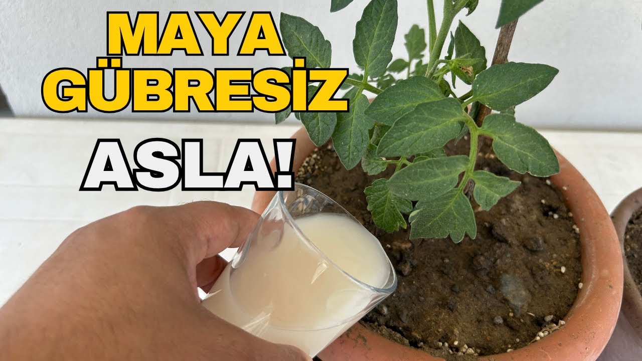 Mükemmel Verim İçin Maya Gübresi!
