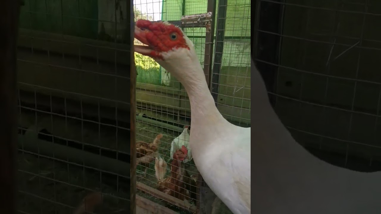 утак возмущается, что его кто-то снимает 