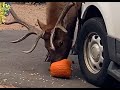 Elk Bull Snacks on Pumpkin in Estes Park