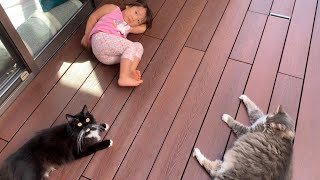 娘が休みの日はゆっくり寛げない猫　ノルウェージャンフォレストキャット　A cat that can't relax with my daughter