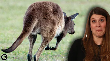 Do Kangaroos fart or burp?