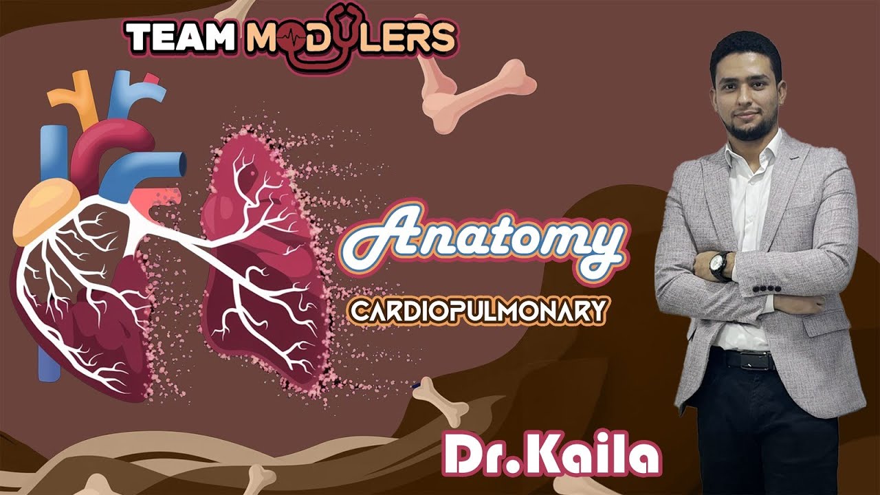 blood supply of the heart - YouTube
