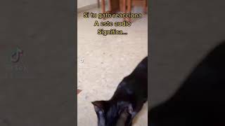 Cuando Mis Gatos Escuchan Llorar A Un Gao