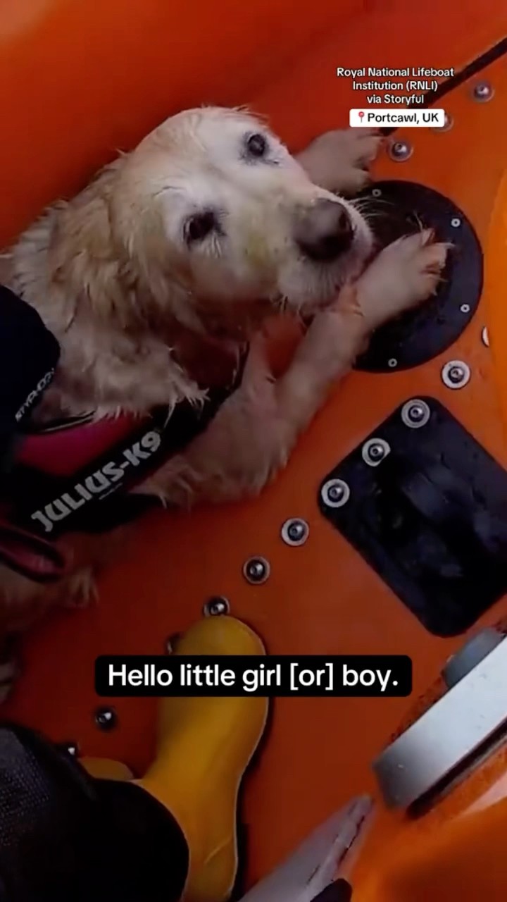 Dog rescued after being swept out to sea #shorts