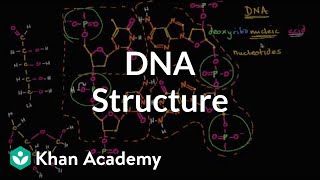 Molecular Structure Of DNA