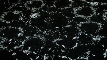 Decryptopattern (2009)