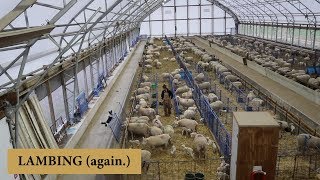 The First Week of Lambing (THEY CAME EARLY!): Vlog 147
