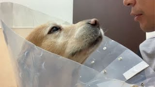 愛犬が入院してしまった日