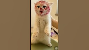 Cute and Funny cats Video compilation || Cats Funny Video #cat #funny #shorts #cats #viral #trending