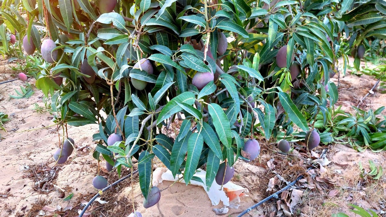 الفيديو المنتظر | شاهد تقييم و تقليم مانجو ناعومي بعد العقد في محافظة الشرقية 🥭 مصر 🇪🇬 🥭