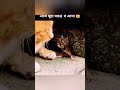 #funnycomedy#prank#comedy#lol#bandar#entertainment#animal#catdog#monkey#tiktok#marathi#reels#shorts