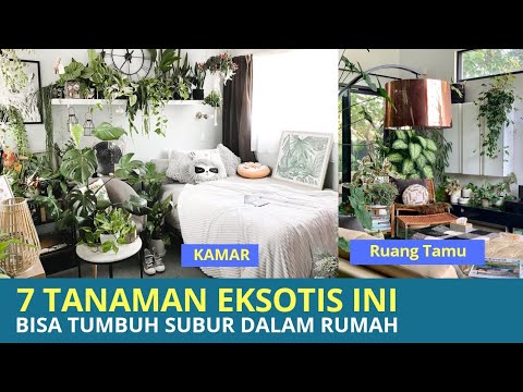 Video: Cara Menanam Bunga Eksotik Di Rumah