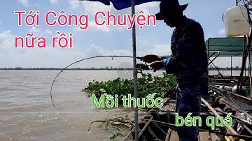 CÂU CÁ TRA SÔNG - CÂU CÁ GẦN BÈ - ĐỤNG ĐỘ HUGO TIẾP - NÓ RÚT CHỊU KHÔNG NỔI LUÔN - VIDEO 286