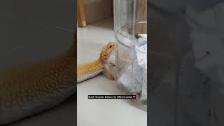 Sweet interaction between two different species❤️#pets #gecko #leopardgecko #reptiles #cute #shorts