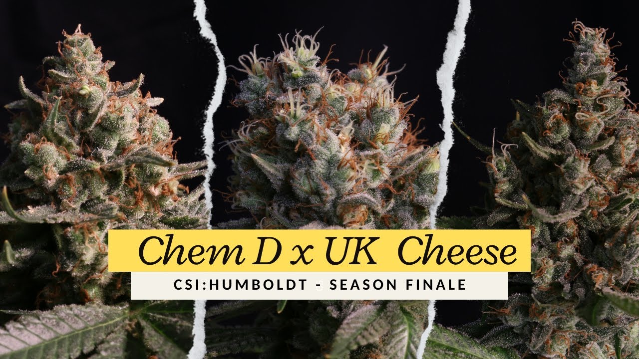 CSI:Humboldt - Chem D x UK Cheese - Episode 12 - Season Finale - Living Soil Organic Mars Hydro LED