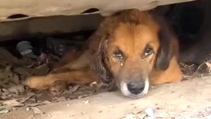 He Covered His Face With His Hands, Hiding His Fear, Crying For Many Days -  YouTube