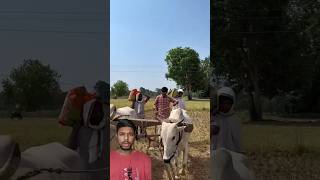 Es Baar To Le Gi Lunga #funny #friends #comedy #kishanbhai #harshpushptode #dhankikheti #dhan