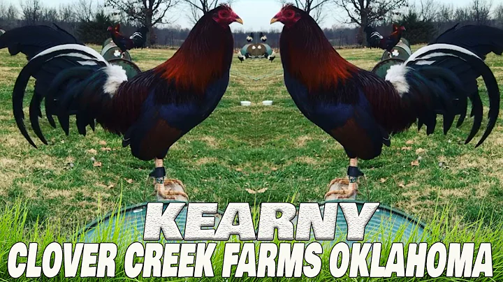 Beautiful Birds Kearny Penny Clover Creek Farms Ok...