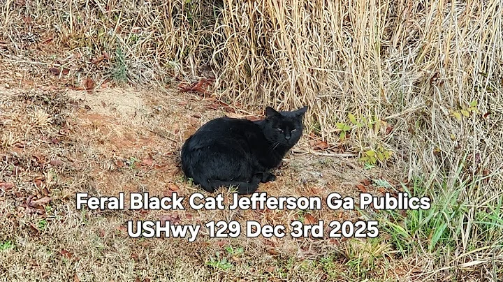 Feral Cat Jefferson Publics USHwy 129 Dec 3rd 2025 #feral #feralkittens #feralcats #pets #animals