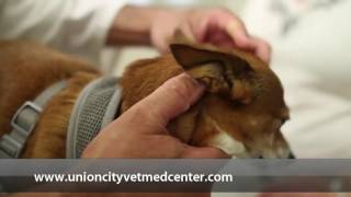 Veterinary Medical Center