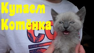 Как купать котёнка | Первое купание Скай