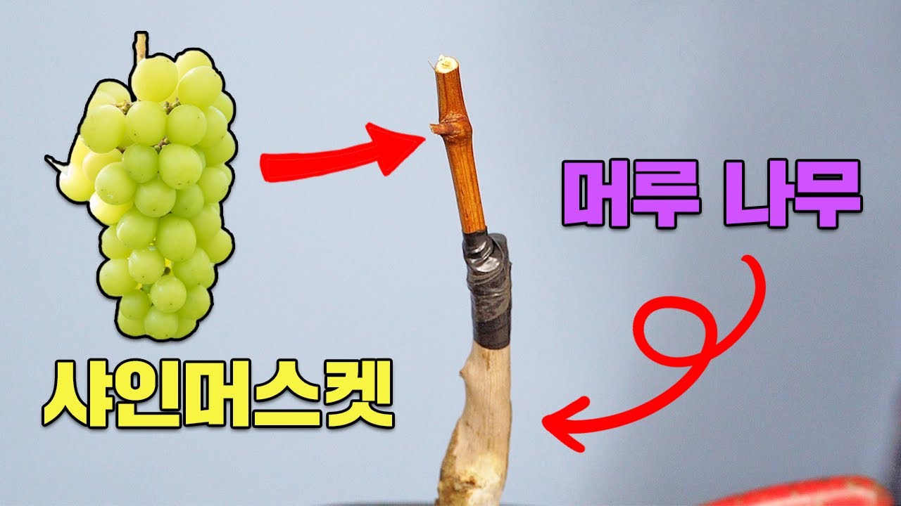 우리나라 고유 품종을 대목으로 하는 접목 방법ㅣ포도나무 접목ㅣ샤인머스켓, 캠벨, 머루