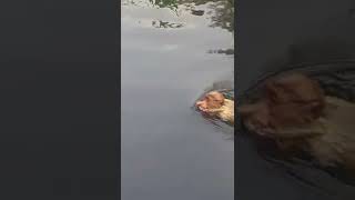 Tanjung Puting National Park With Proboscis Mokey Jump And Swiming