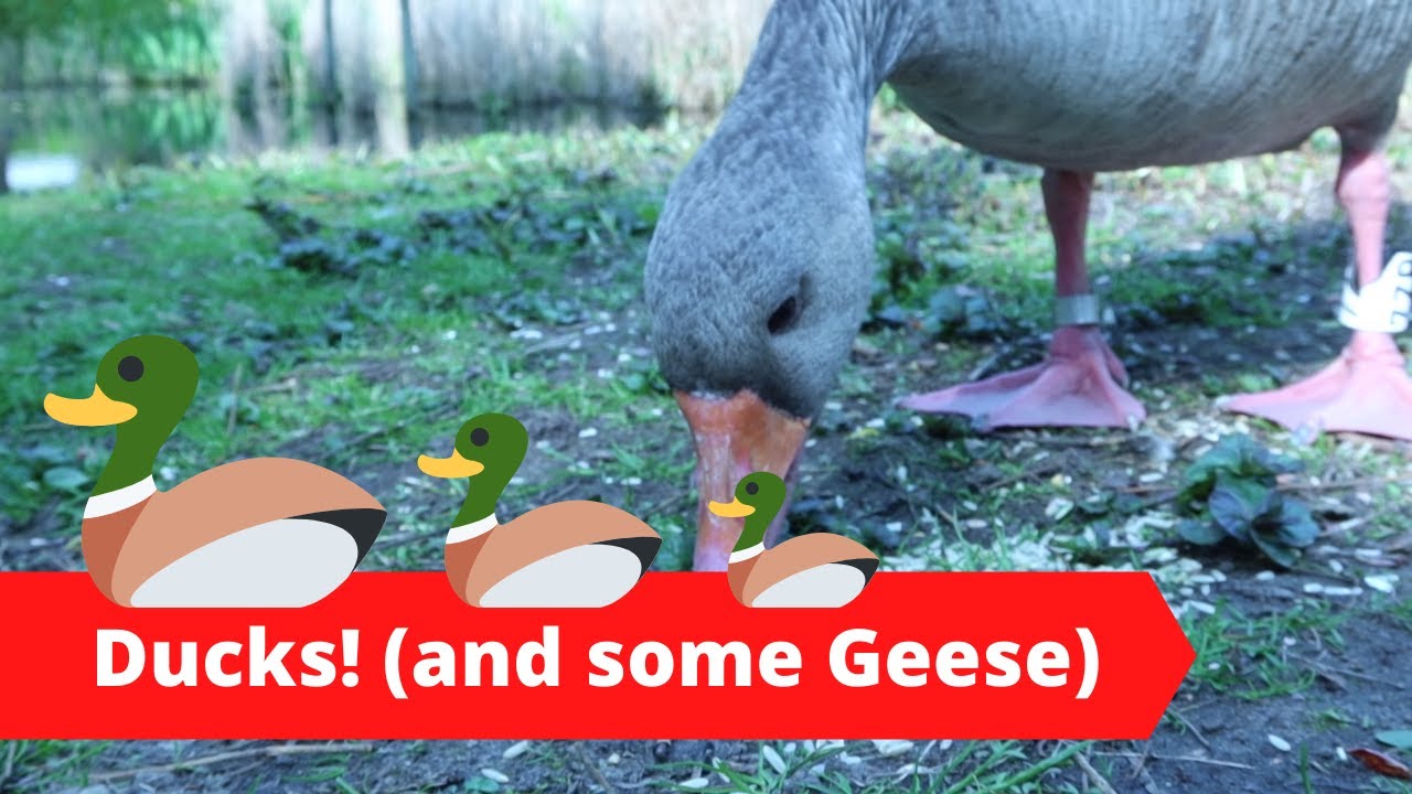 Just Three and a Half Minutes of the Campus Ducks