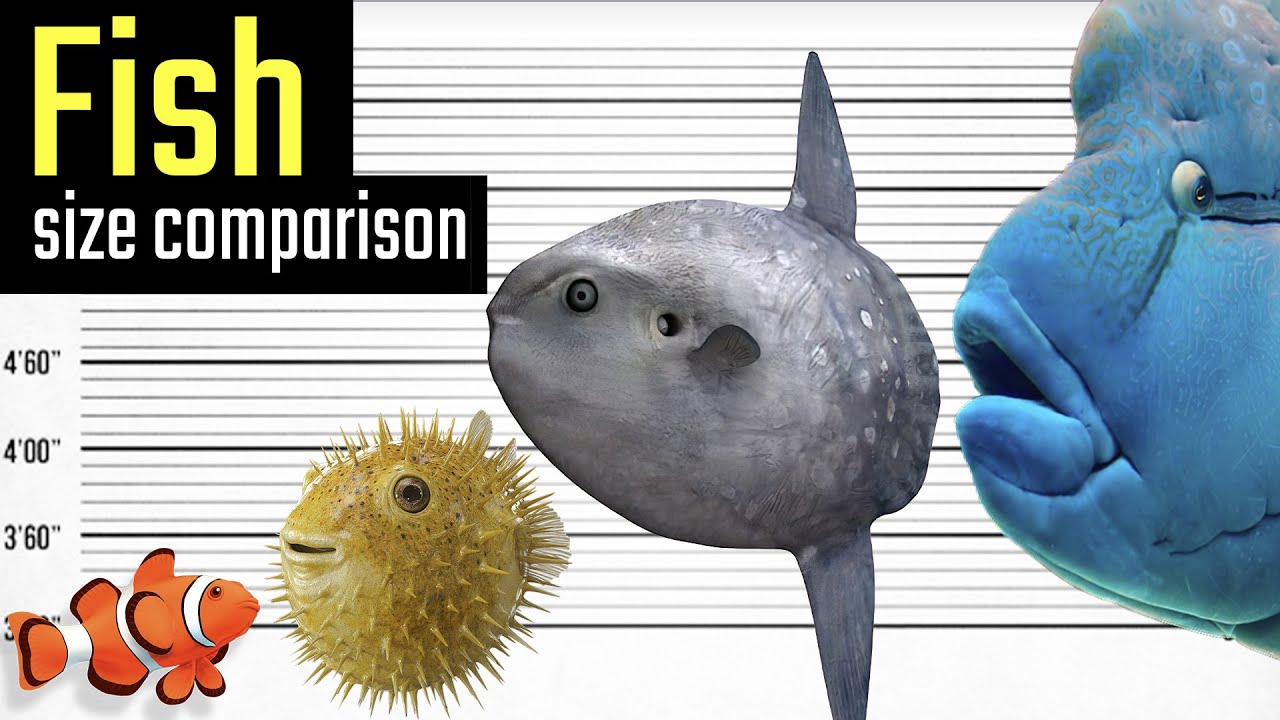 Fish - Size Comparison. Comparison of the Sizes of Sea Creatures 